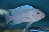 /album/fotogalerie/metriaclima-estherae-samec-rb-jpg1/